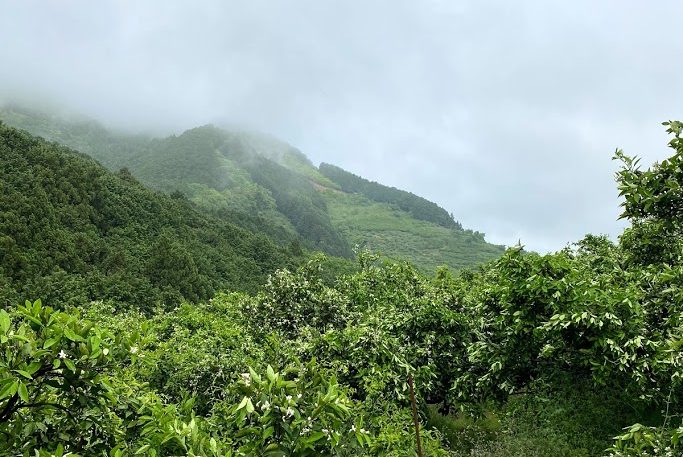 サンヤ農場風景